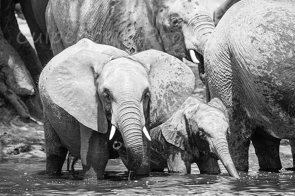 Thirsty