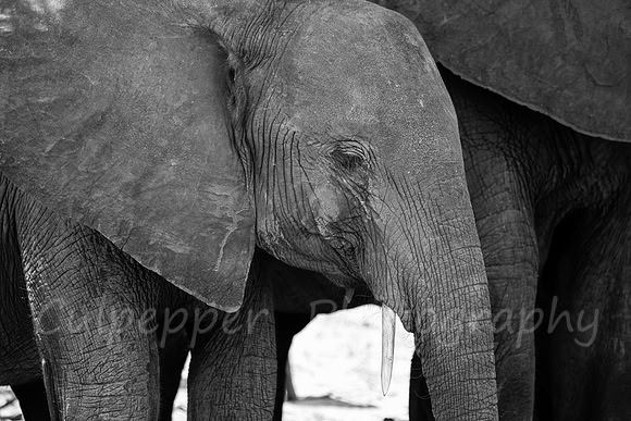 Ears and Tusk