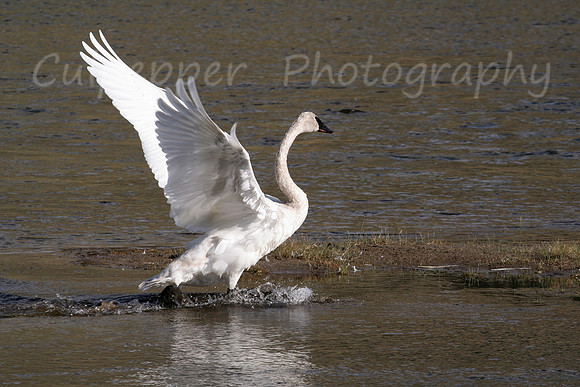 Outstretched Wings
