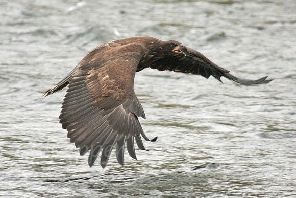 Juvenile Eagle