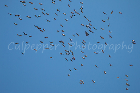Kettling Cranes