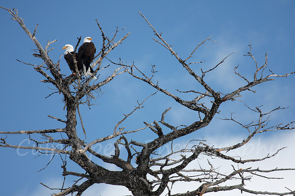 Long Term Residents