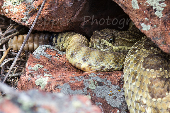 Western Rattle Snake