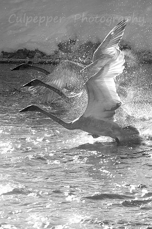 Cygnets in Flight B+W