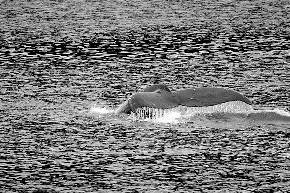 Whale Tail