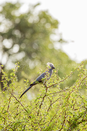 Go-Away Bird
