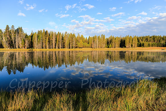 Mirrored Image