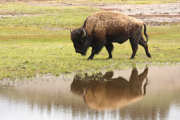Bison Reflection