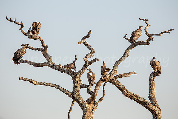 20150310-06-culpepper-6351