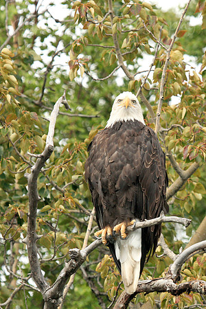 Eagle Eye