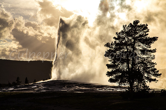 Old Faithful Backlit