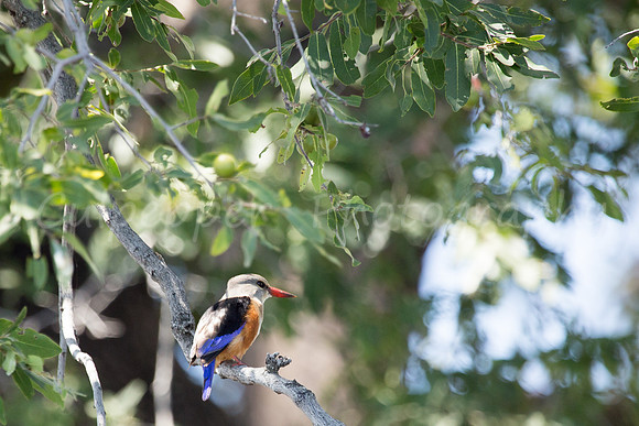 Grey-Headed Kingfisher