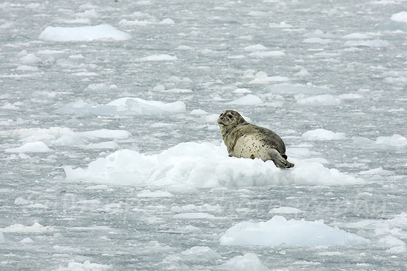 Out on the Ice