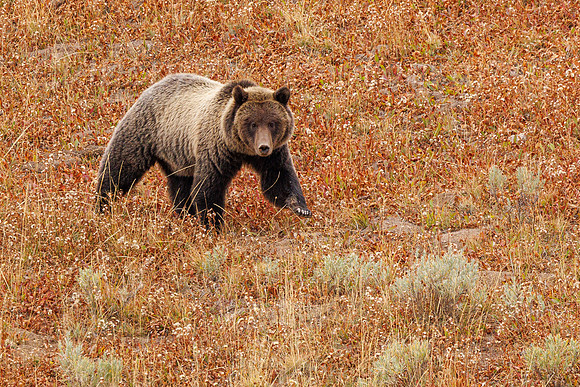 Autum Grizz