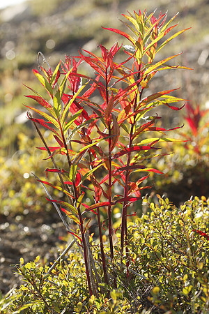 Fall Fireweed Stalks