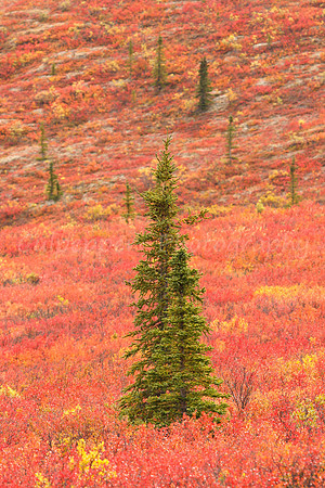 Fall Tundra