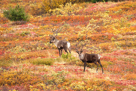 Young Caribou