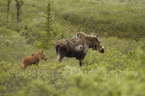 Moose and Calf
