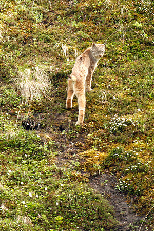 Lynx looking back