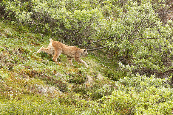 Stalking Lynx