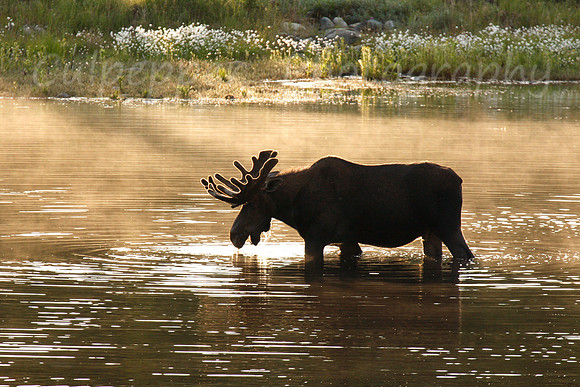 Moose Silhoutte