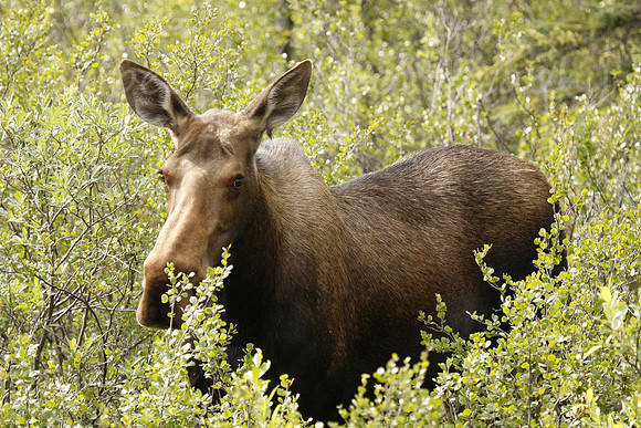 Moose Browsing