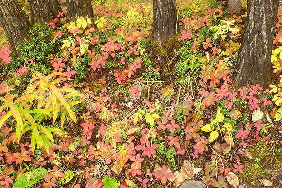 Fall Splendors