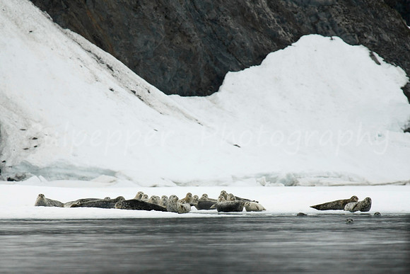 Harbor Seals