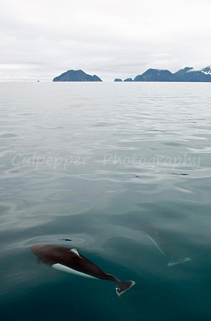 Dall's Porpoise