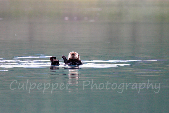 Hello from Otter