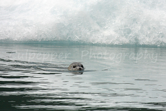Sneaky Seal