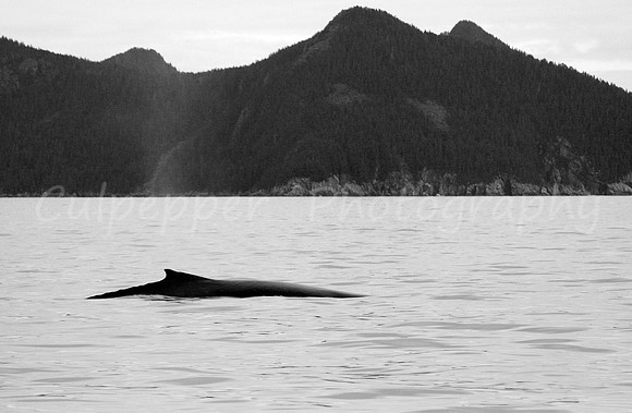 Humpback Back