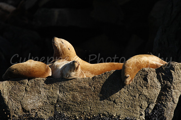 Sun Basking
