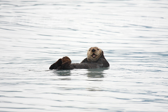 Happy Otter
