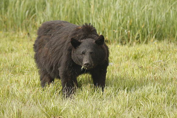 Black Bear