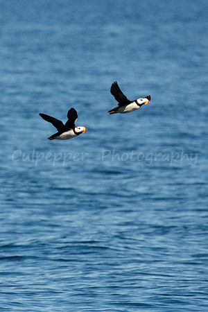 Puffins in Flight