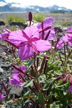 Dwarf Fireweed