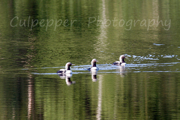 Pacific Loons