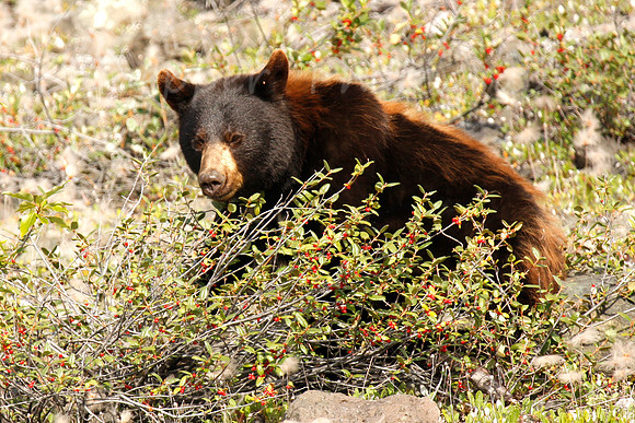 Soapberry Bear