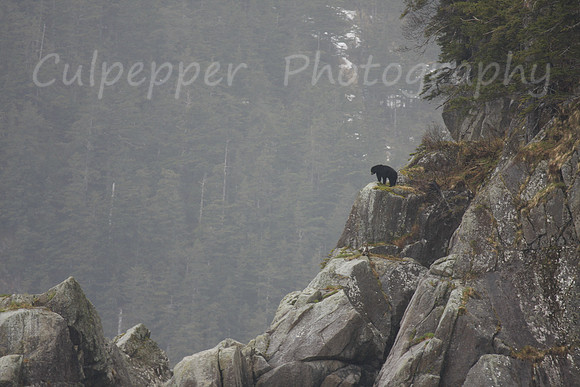 Black Bear on Rock