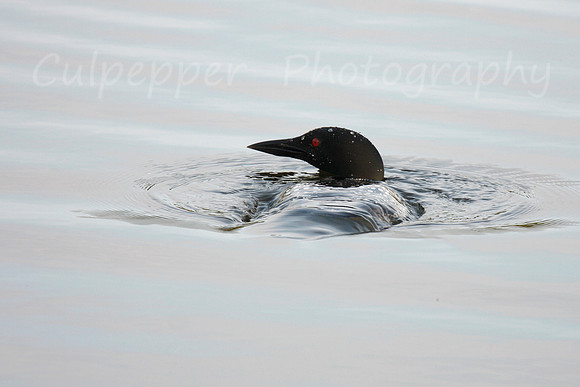 Common Loon