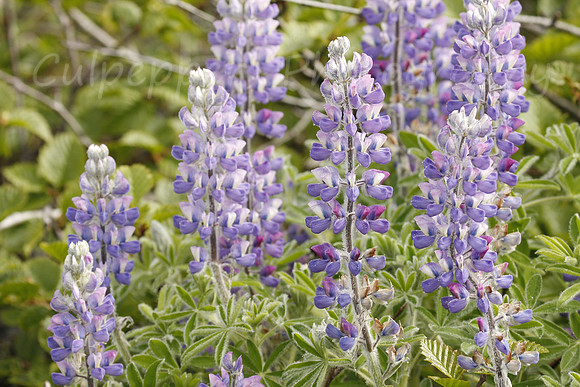 Lupine