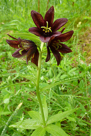 Chocolate Lilies
