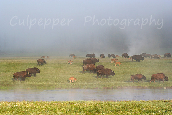 Bison in the Mist