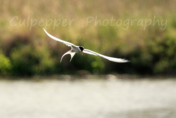 Arctic Tern