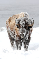 Frosty Bull