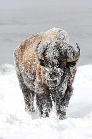 Frosty Bull