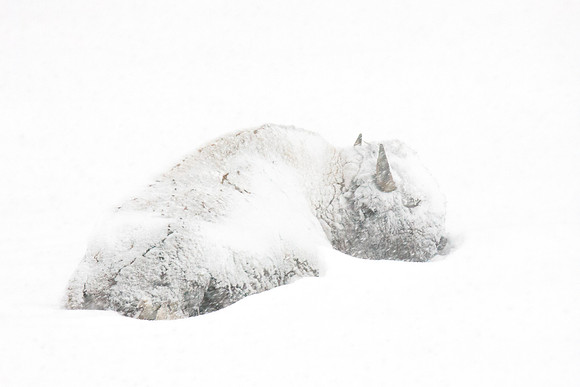 Snowy Blanket