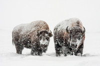 Snowglobe Bison