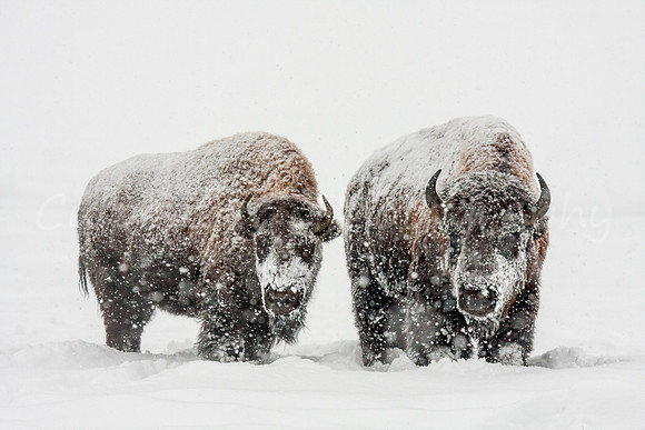 Snowglobe Bison